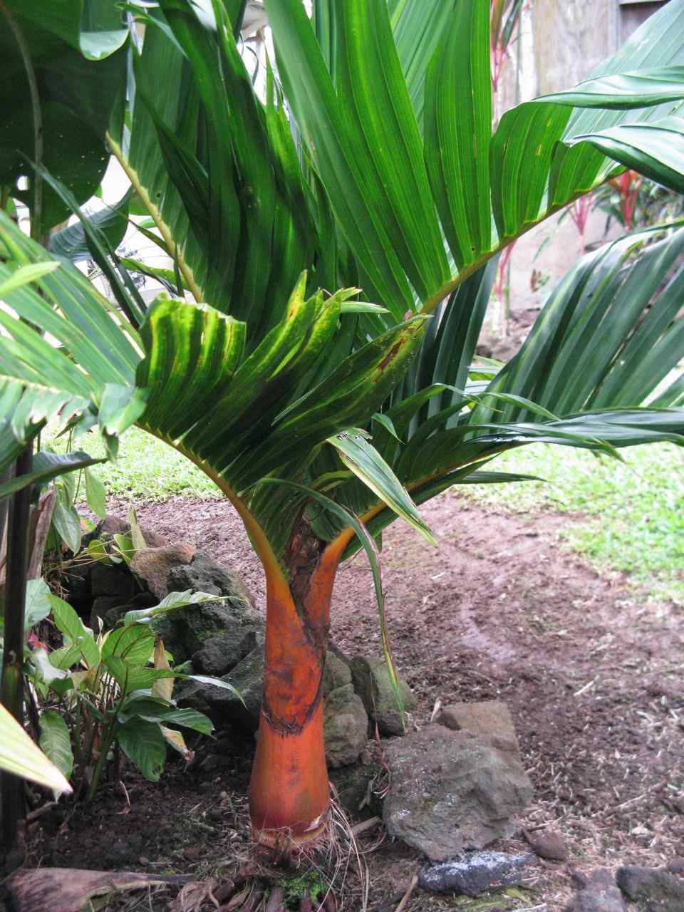 Eureka Palm